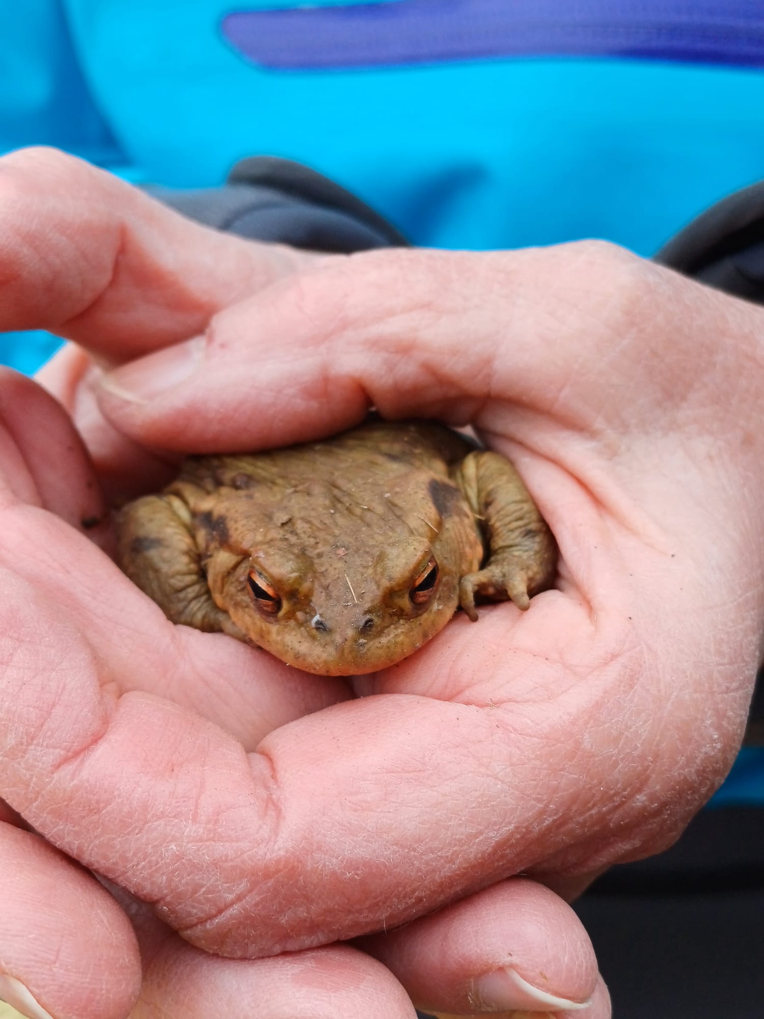 Die Grasfrösche auf der Alb sind ganz schön groß 